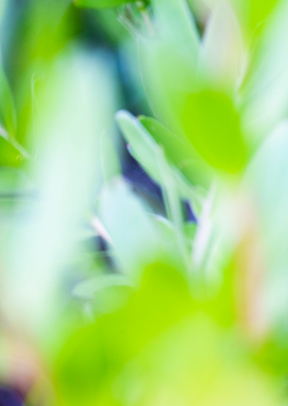 Lightness of Being a Leaf No. 09