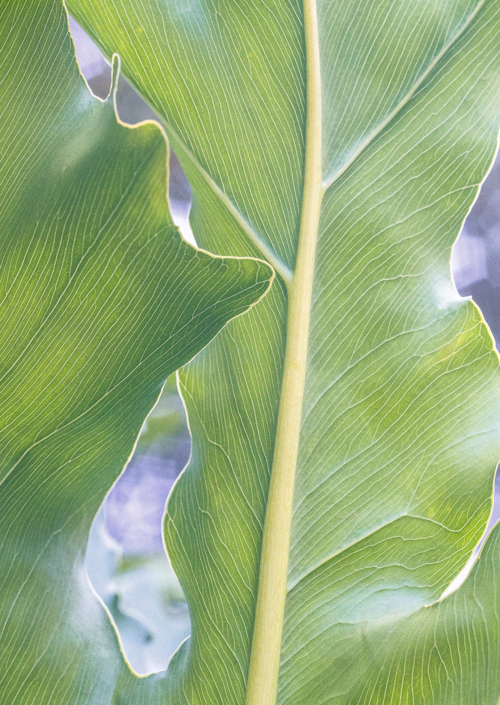 The Self in Botanical Form No. 07