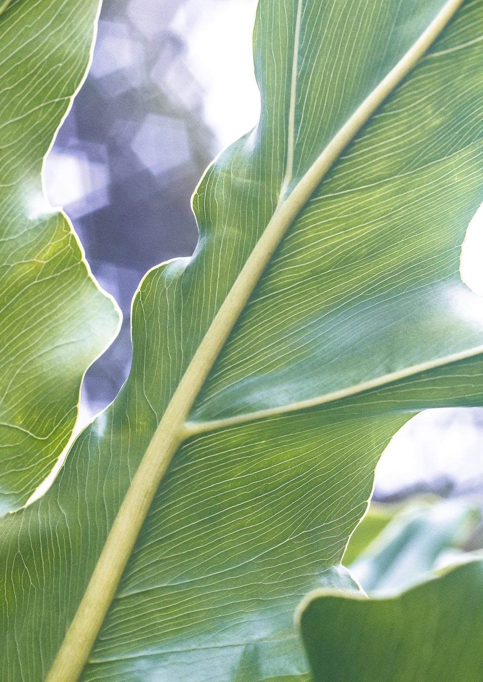 The Self in Botanical Form No. 08