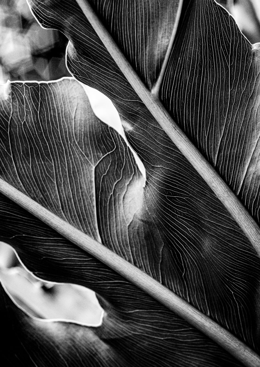 The Self in Botanical Form No. 05