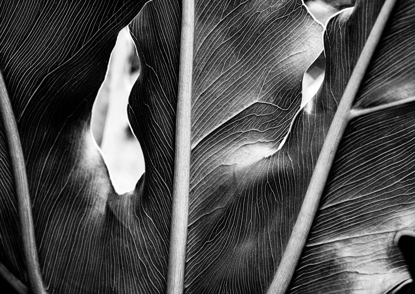 The Self in Botanical Form No. 06