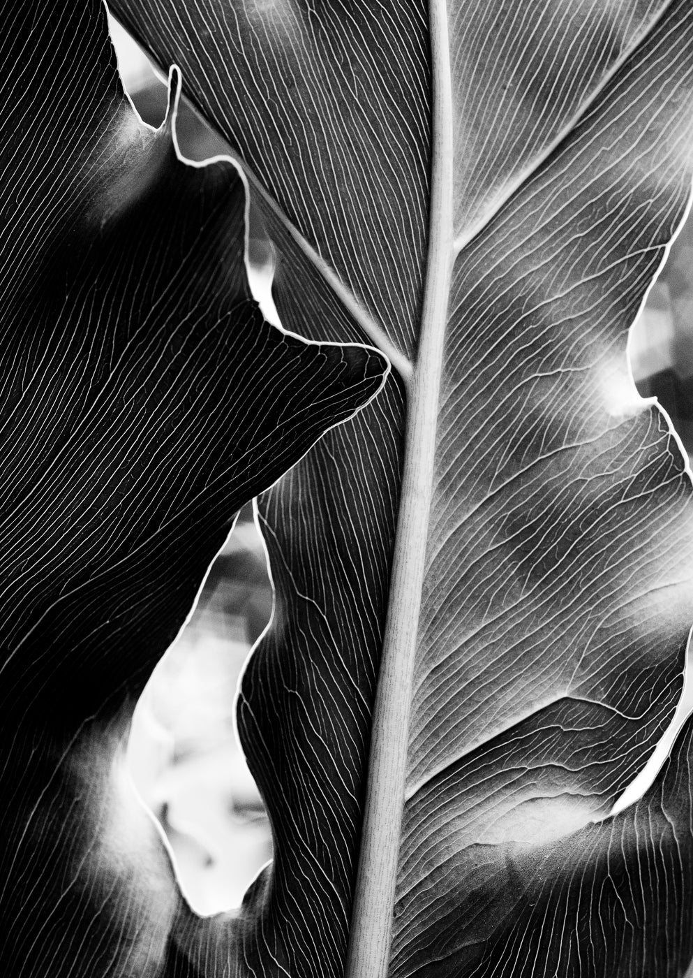 The Self in Botanical Form