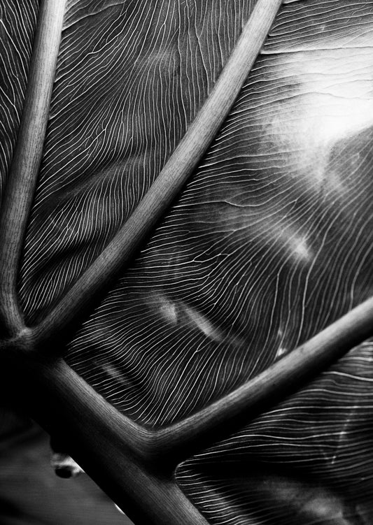 The Self in Botanical Form No. 02