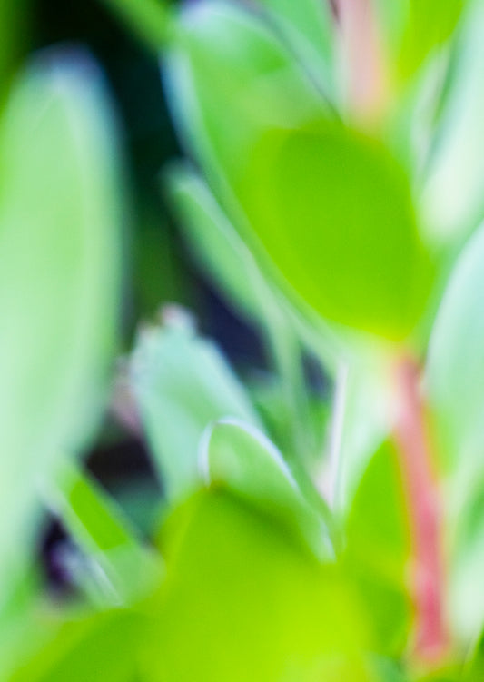 Lightness of Being a Leaf No. 10