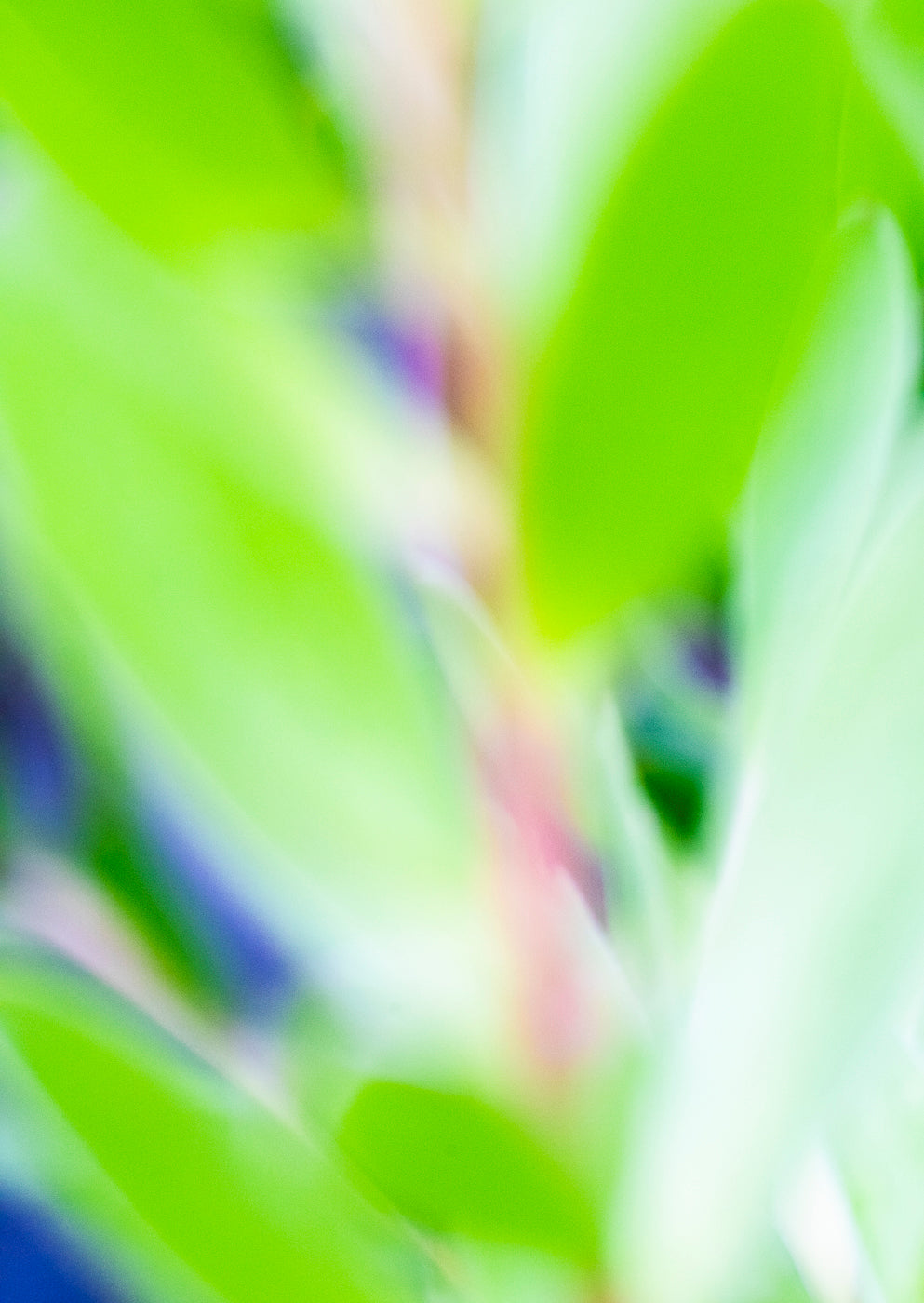 Lightness of Being a Leaf No. 08