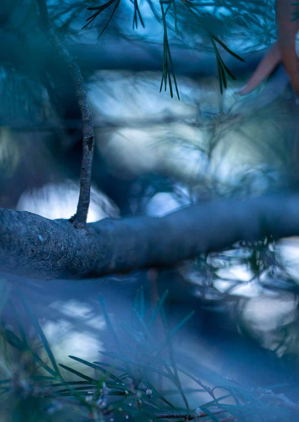 Lightness of Being a Leaf No. 01