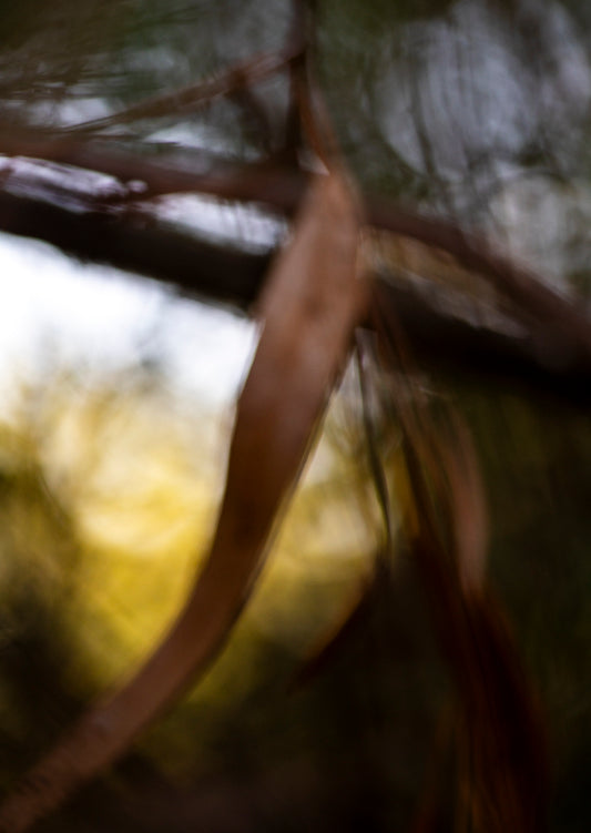 Lightness of Being a Leaf No. 03