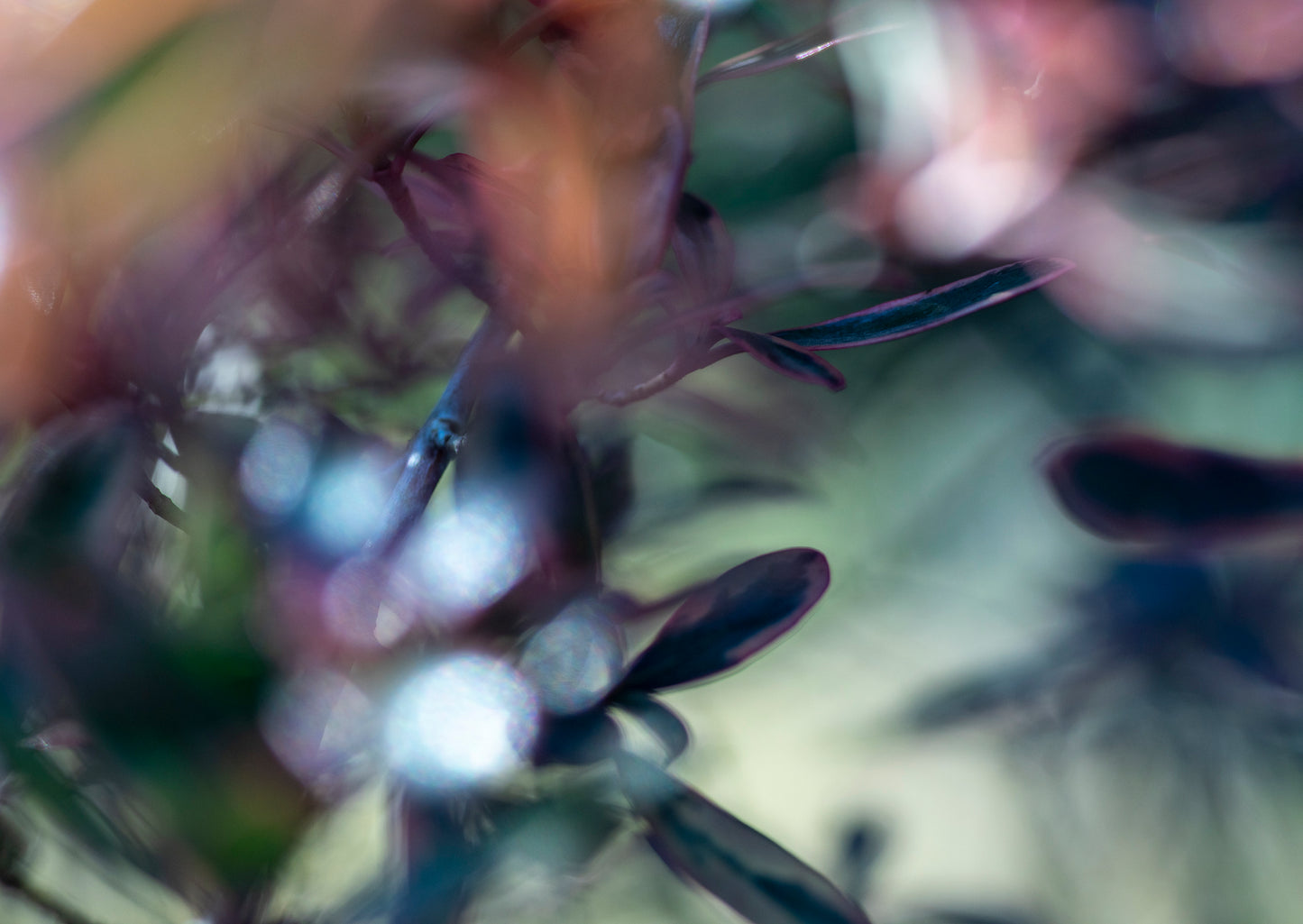 Lightness of Being a Leaf No. 05