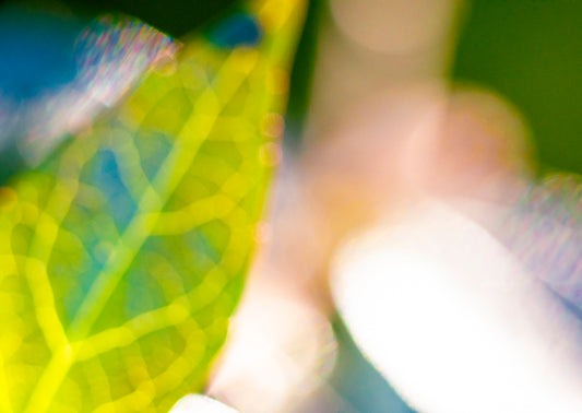 Lightness of Being a Leaf No. 11