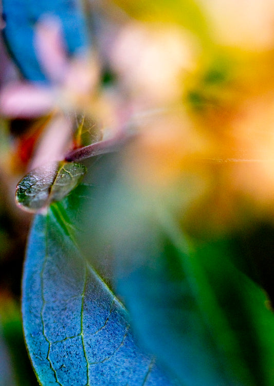 Lightness of Being a Leaf No. 02