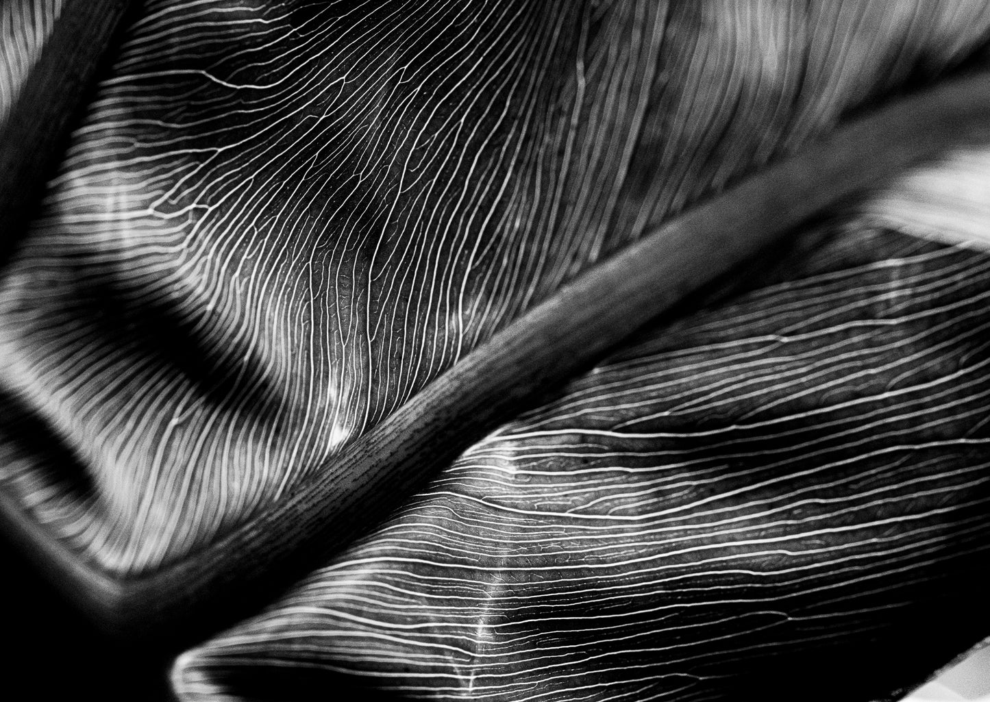 The Self in Botanical Form No. 03