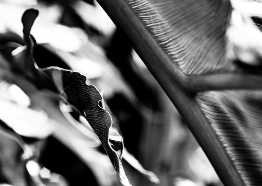 The Self in Botanical Form No. 04