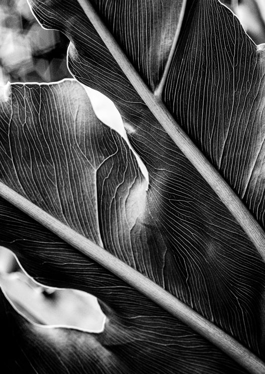 The Self in Botanical Form No. 05